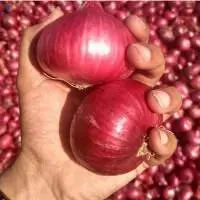 Fresh Onion