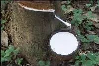 Natural Rubber Latex