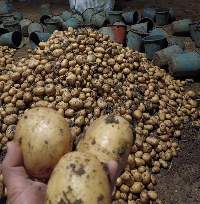 Potato
