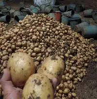 Potato