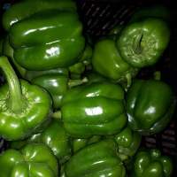 Bell Pepper