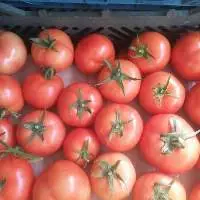 Tomato