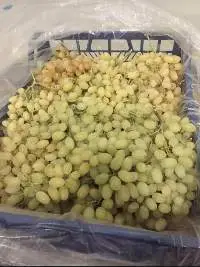 Yellow Grapes