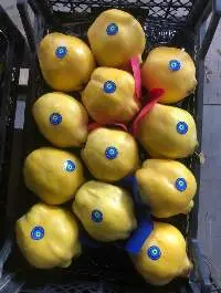 Quince
