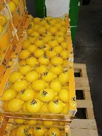 Lemon