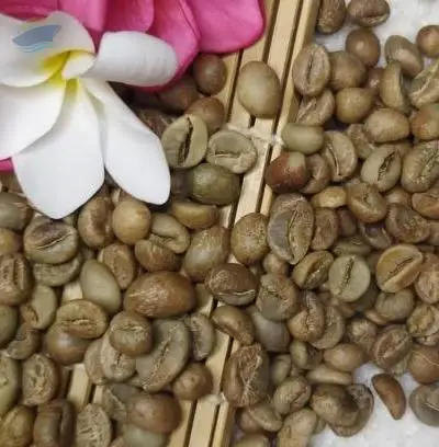 Green Bean Robusta Coffee