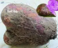 Yam Purple