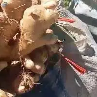 Fresh Ginger