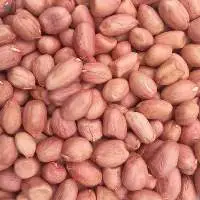 Raw Peanut / Groundnut