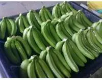 Fresh Green Bananas