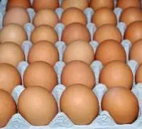 Premium Quality Chicken Eggs