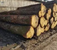 Fresh Cut Pine Logs