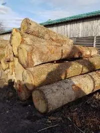 Pine Spruce Fir Logs And Lumber Softwood