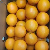 Quality Fresh Orange