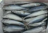 Tilapia, Red Snapper And Horse Mackerel Fish