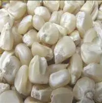 Quality Non-GMO Yellow / White Maize