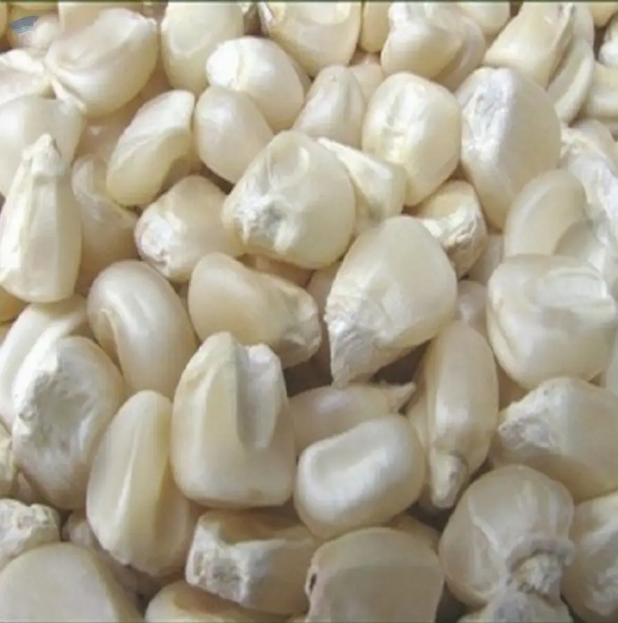 Quality Non-GMO Yellow / White Maize