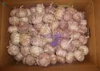 Quality Fresh Garlic