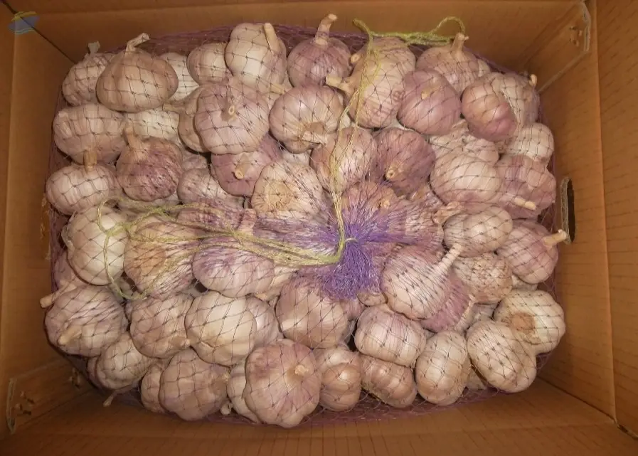 Quality Fresh Garlic