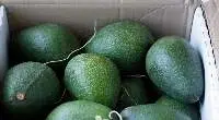 Quality Fresh Avocados