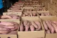 Premium Quality Sweet Potatoes