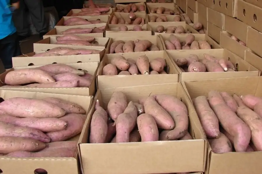 Premium Quality Sweet Potatoes