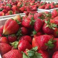 Fresh Strawberries