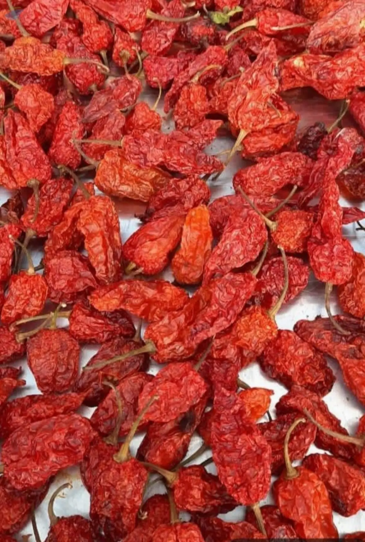 King Chilli (Ghost Pepper) - Dried