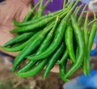 Green Chilli G4