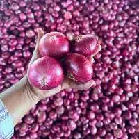 Export Quality Onion