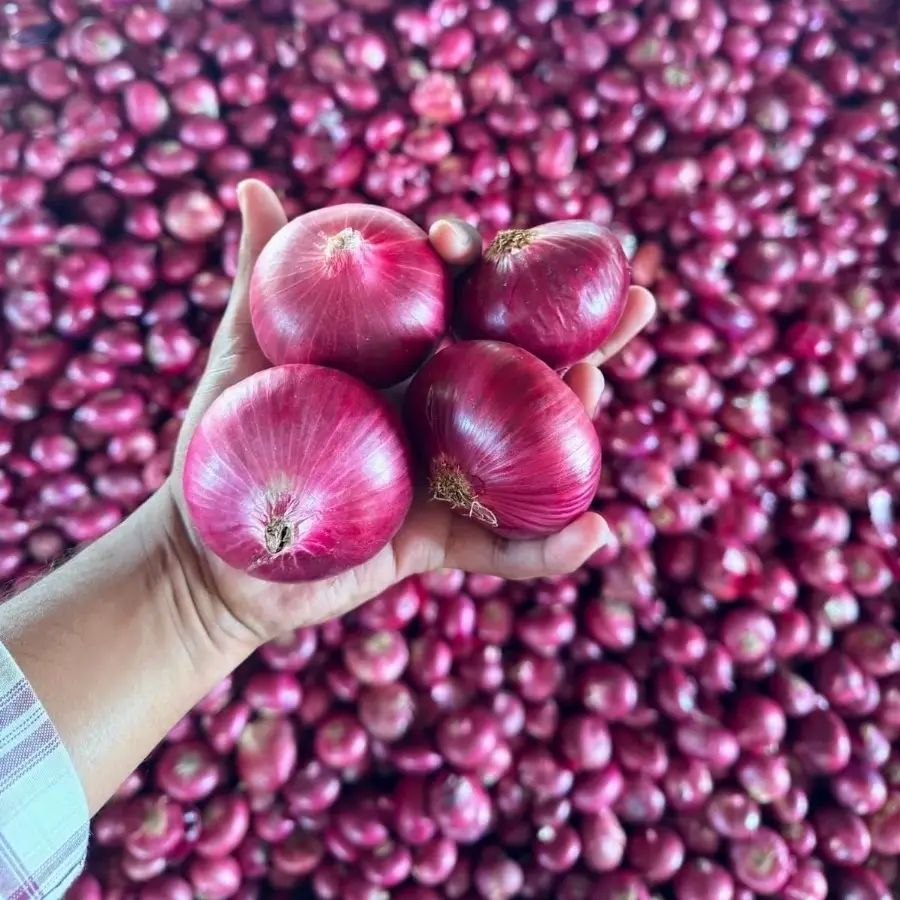 Export Quality Onion