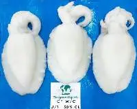 Cuttlefish Whole Cleaned Treated IQF