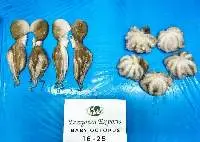 Best Quality Baby Octopus Whole Round Cleaned