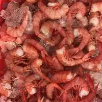 Best Quality Aristaeomorpha Foliacea Shrimps