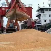 Soybean