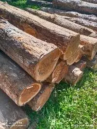 Teak Wood Log
