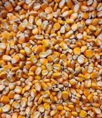 Yellow Corn