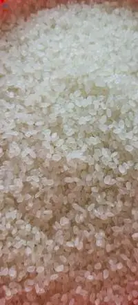Japonica Rice