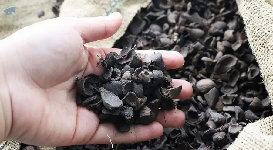 Palm Kernel Shell Charcoal