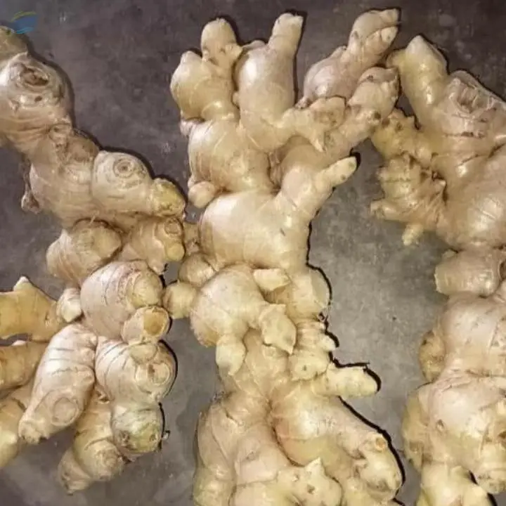 Fresh Ginger