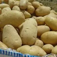 Fresh Potatoes