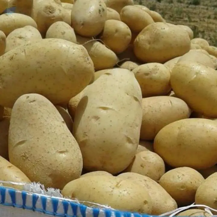 Fresh Potatoes