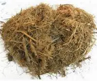 Bagasse