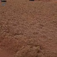 Coco Peat Bulk