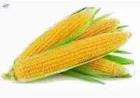 Sweet Corn