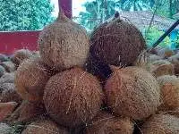 Husked Coconut And Semi Husked Coconut