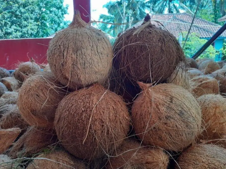 Husked Coconut And Semi Husked Coconut