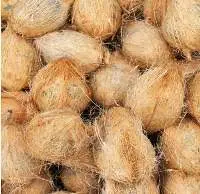 Fresh Coconut (Husked Or Semi Husked)