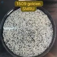 1509 Golden SMRU Rice