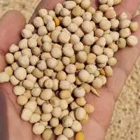 Soybean